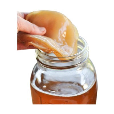 Crafty Cultures Kombucha Scoby